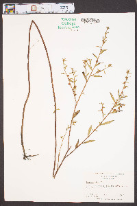 Ludwigia alata image