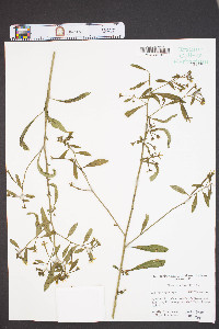 Ludwigia leptocarpa image