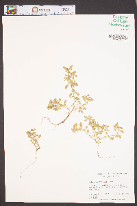 Ludwigia spathulata image