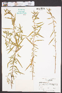 Ludwigia sphaerocarpa image