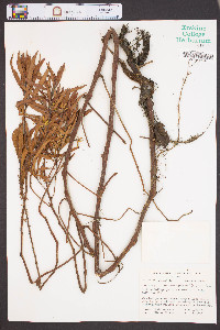 Ludwigia uruguayensis image