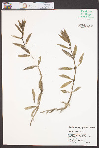 Ludwigia uruguayensis image