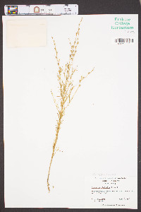 Oenothera linifolia image