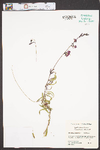 Oenothera lindheimeri image