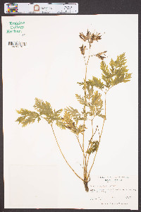 Dicentra eximia image