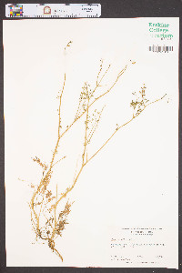 Fumaria officinalis image