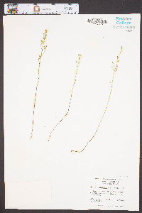 Bartonia paniculata image