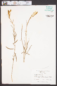 Gentiana autumnalis image