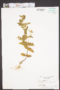 Gentiana quinquefolia image