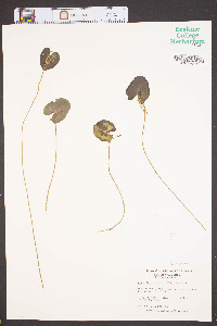 Nymphoides cordata image