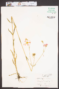 Sabatia dodecandra var. kennedyana image