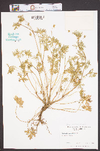 Geranium diffusum image