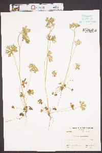 Geranium dissectum image
