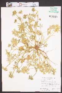 Geranium dissectum image