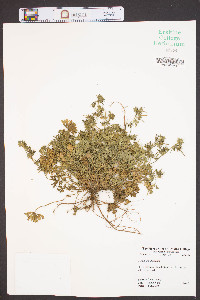 Geranium dissectum image