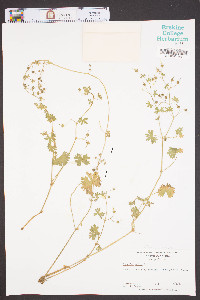 Geranium molle image