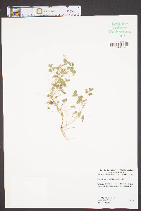 Oxalis acetosella image