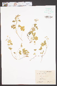 Oxalis corniculata image