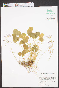 Oxalis violacea image