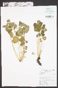 Oxalis violacea image