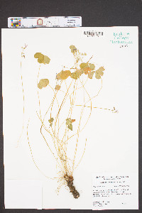 Oxalis violacea image