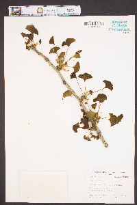 Ginkgo biloba image