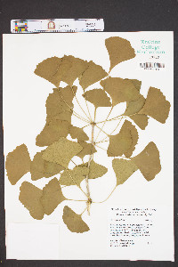 Ginkgo biloba image