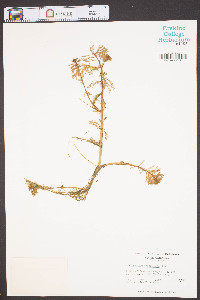 Myriophyllum aquaticum image