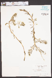 Myriophyllum sibiricum image