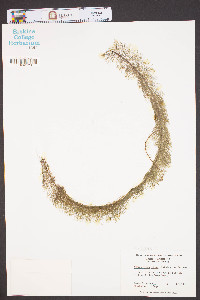 Myriophyllum laxum image