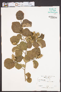 Fothergilla major image