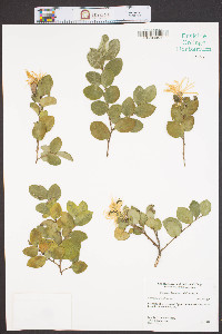 Loropetalum chinense image