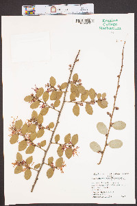 Loropetalum chinense image