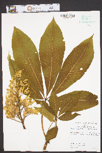 Aesculus flava image