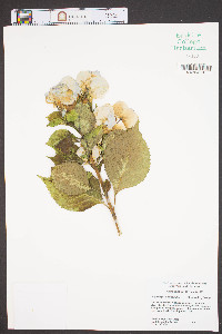 Hydrangea macrophylla image