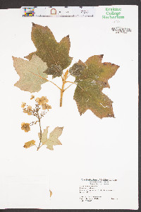 Hydrangea quercifolia image