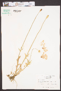 Papaver dubium image