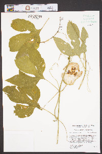 Passiflora incarnata image