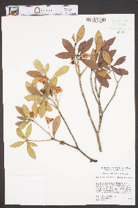 Ternstroemia gymnanthera image