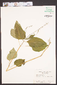 Phryma leptostachya image