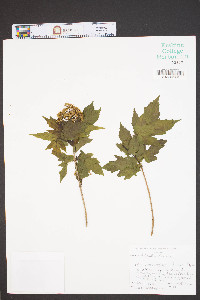 Acer buergerianum image