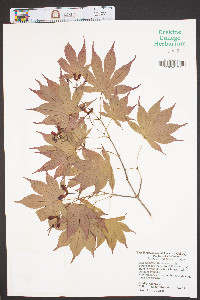 Acer palmatum image