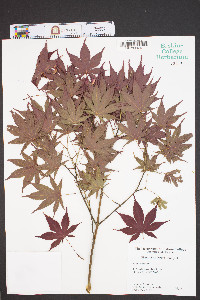 Acer palmatum image