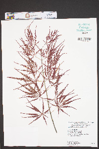 Acer palmatum image