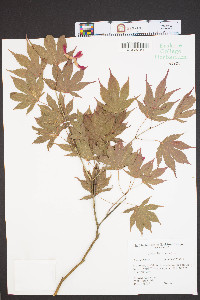 Acer palmatum image