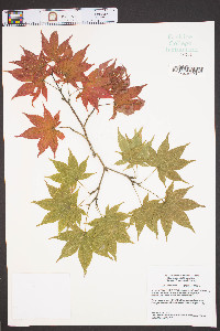 Acer palmatum image