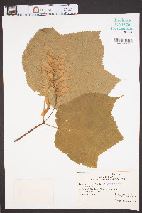 Acer pensylvanicum image