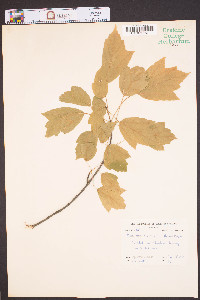 Acer pensylvanicum image