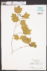 Acer saccharum subsp. leucoderme image