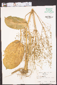 Alisma subcordatum image